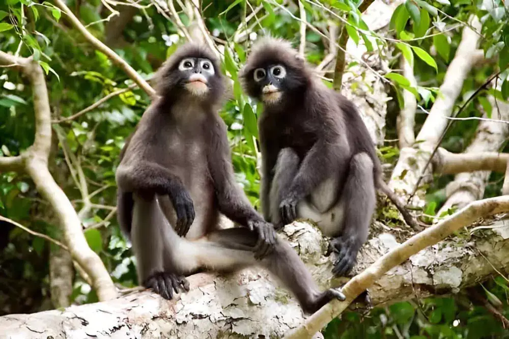 Two dusky langurs sitting in a tree