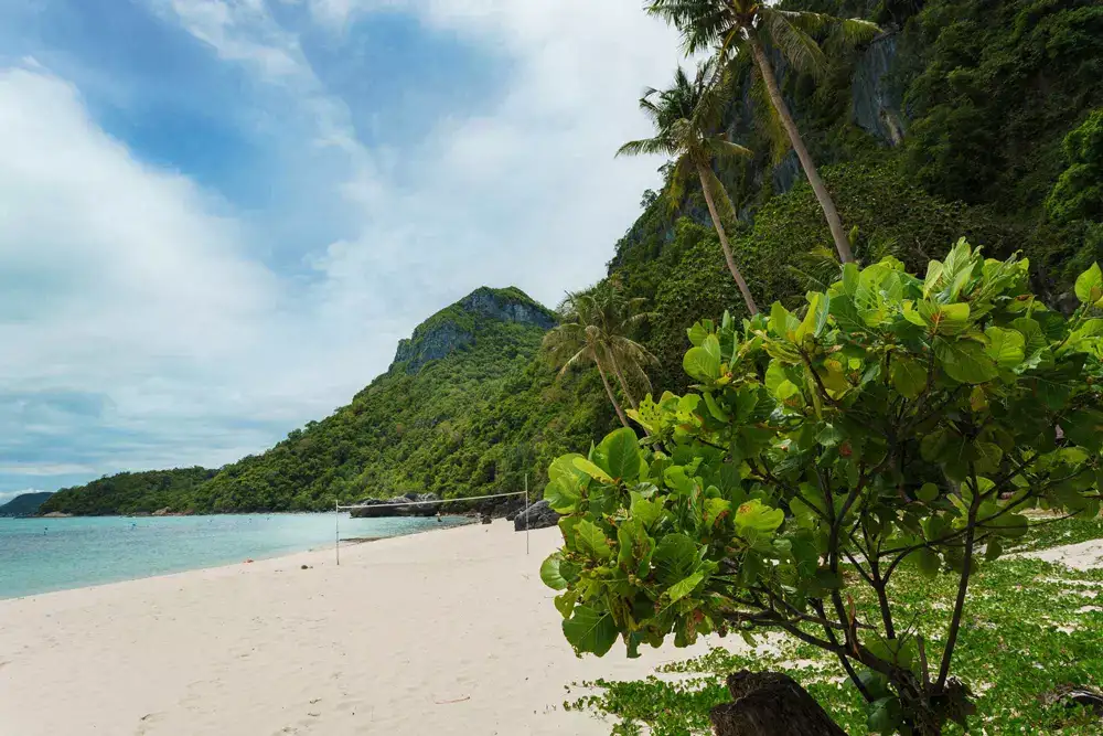 Quiet white sand beach and jungle