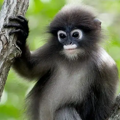 Brillenlangur
