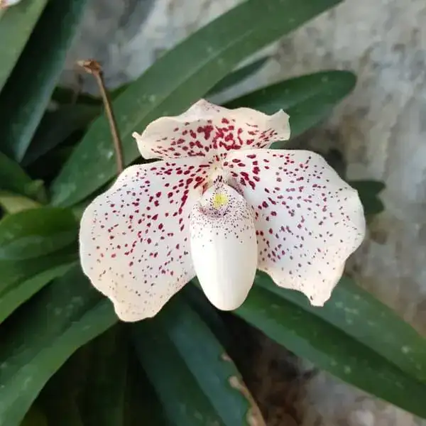 Ang-Thong-Frauenschuh