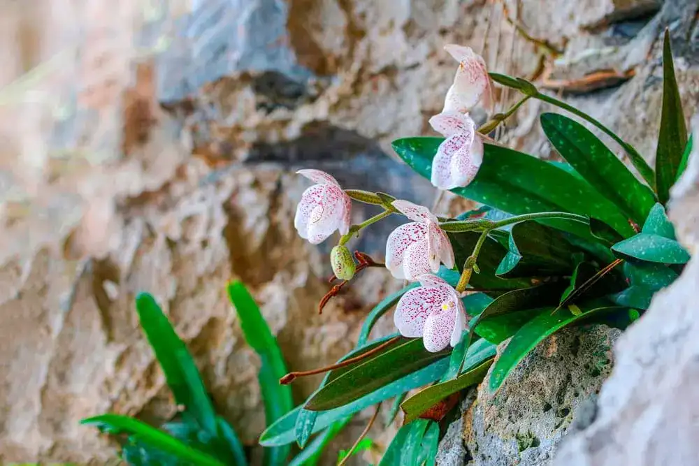 Ang Thong lady's slipper orchid on a limestone cliff