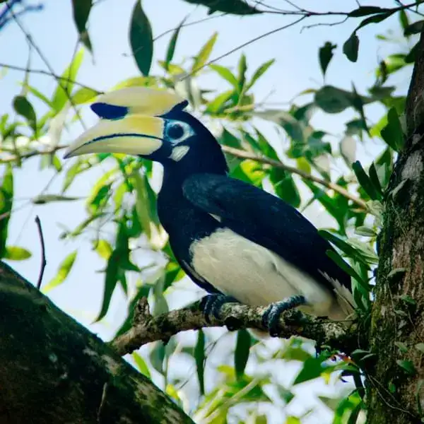 Malaienhornvogel