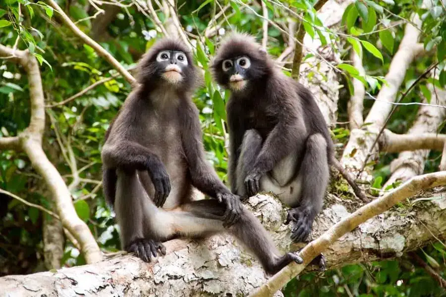 Two dusky langurs in a tree on Wua Ta Lap